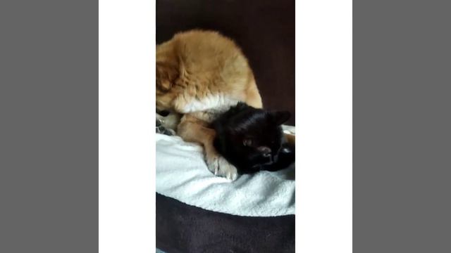самый добрый пёс в мире смотреть онлайн