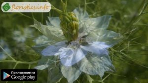 Цветок нигелла – посадка и уход: выращивание нигеллы из семян