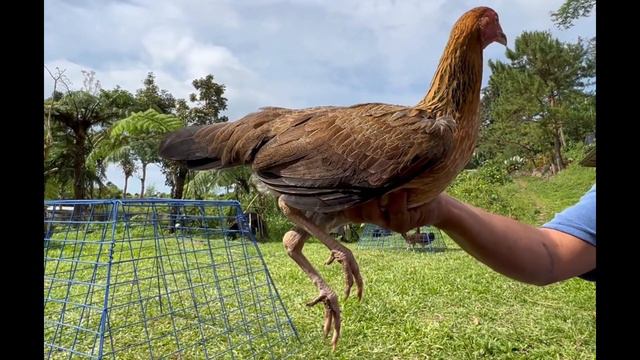 Pure Cecil Davis Kelso Joe Sanford YLH Sweater Lemon - Bj Lunao Farm смотреть онлайн