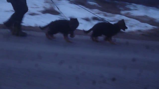 Первые занятия Браско и Борна смотреть онлайн