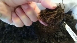 Оживление УСОХШИХ КЛУБНЕЙ! Глоксинии, бегонии и многие другие клубнекорни.