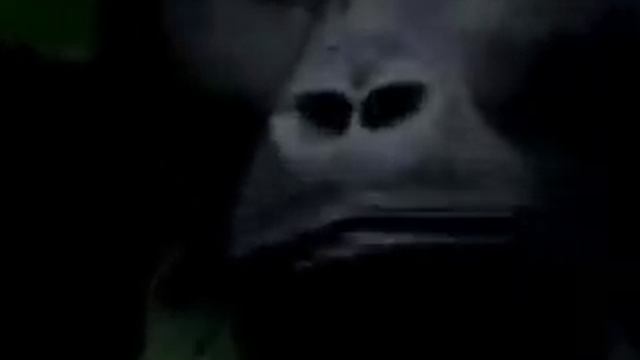 Man gets Charged by a Gorilla смотреть онлайн