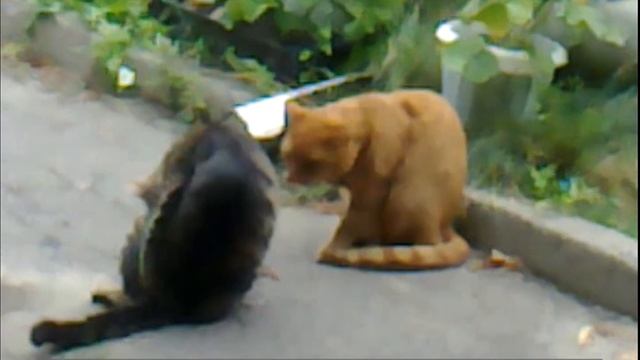 Голубые котики) смотреть онлайн