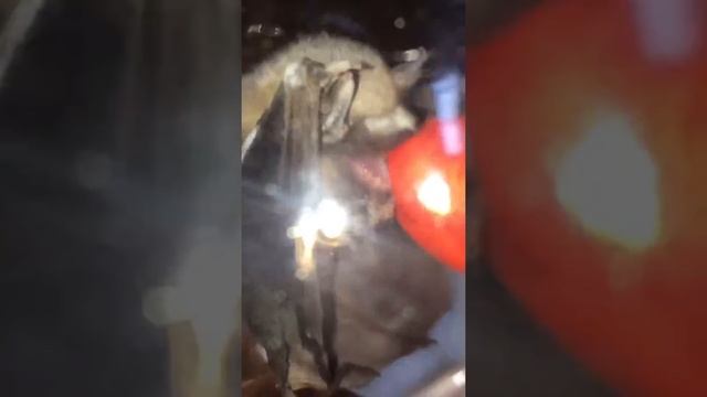 Спасение летучей мышки! смотреть онлайн