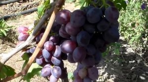 Виноград  Низина