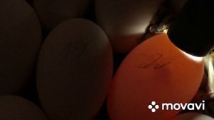 Проверка оплодотворённых гусиных яиц на 7 день инкубации/ Овоскопирование яиц