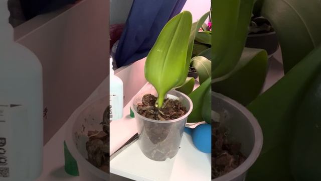 Если на шее орхидеи проблемы. смотреть онлайн