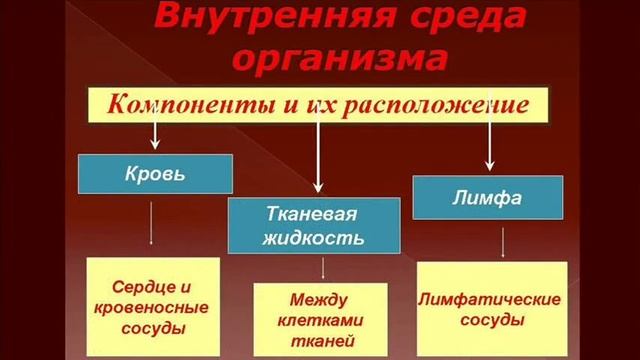 Транспорт веществ в организме смотреть онлайн