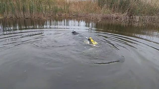 Первый нырок Подвоха смотреть онлайн