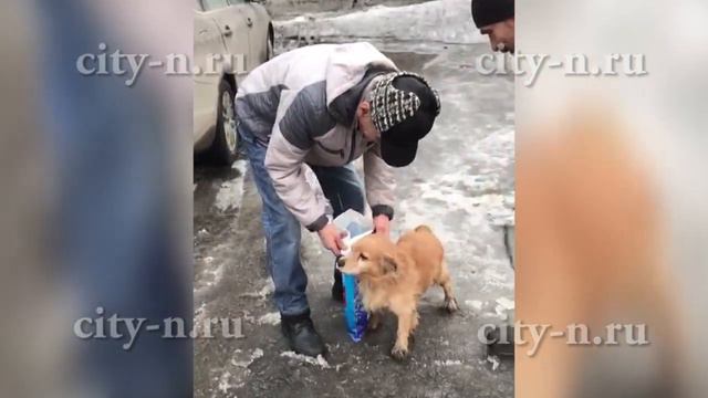 Как нашли и вернули домой потеряшку смотреть онлайн