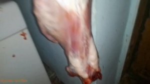 ЗАБОЙ кролика.Сколько выходит мяса с кролика.