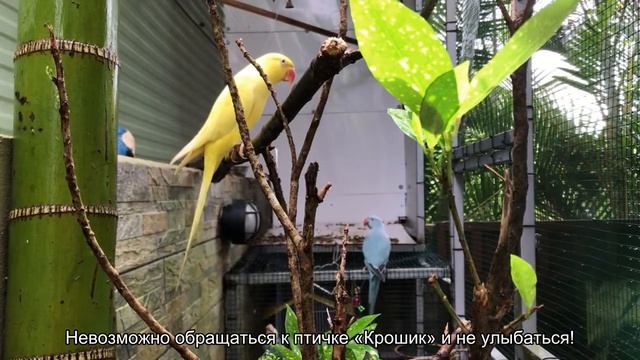 Как назвать амадина? смотреть онлайн