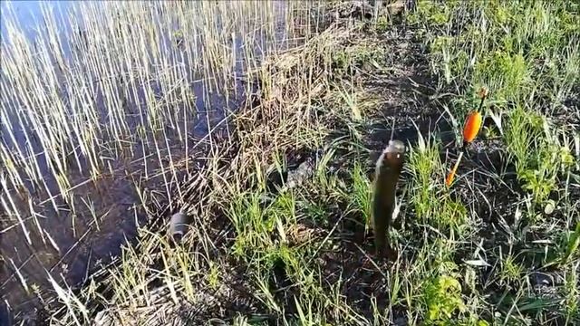 Рыбалка на реке Битюг , 16 05.2021 года смотреть онлайн