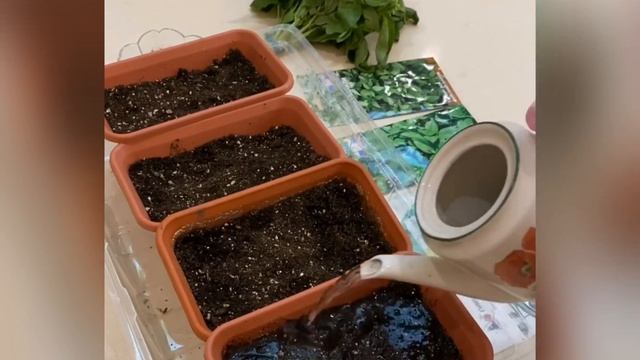 Как посеять базилик смотреть онлайн