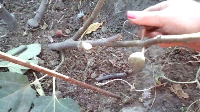 Обрезка инжира,формирование куста.1часть. смотреть онлайн