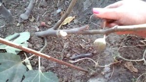 Обрезка инжира,формирование куста.1часть.