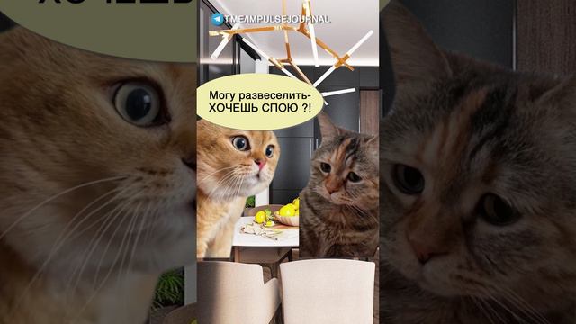 Хочешь развеселю #мем #мыкотики #приколы #юмор #разговор #анекдот #шутки #котики смотреть онлайн