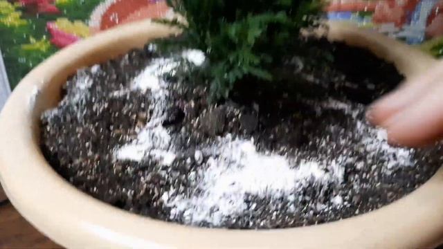 Кипарисовик новогодний 08.12.2022 смотреть онлайн