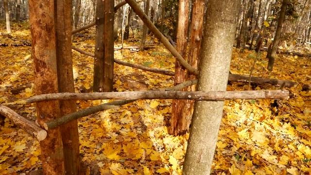 Домик над землёй #2 / Ставлю каркас, не обошлось без помощи, осенняя стройка. смотреть онлайн