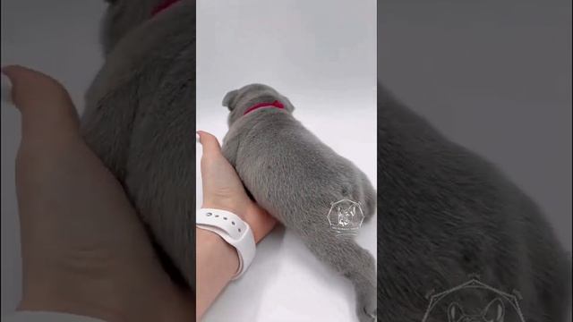 Голубой окрас французского бульдога. Небесное чудо ❤️ смотреть онлайн