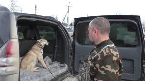 Как возить собаку в автомобиле, почему собаки плохо ведут себя в машине?