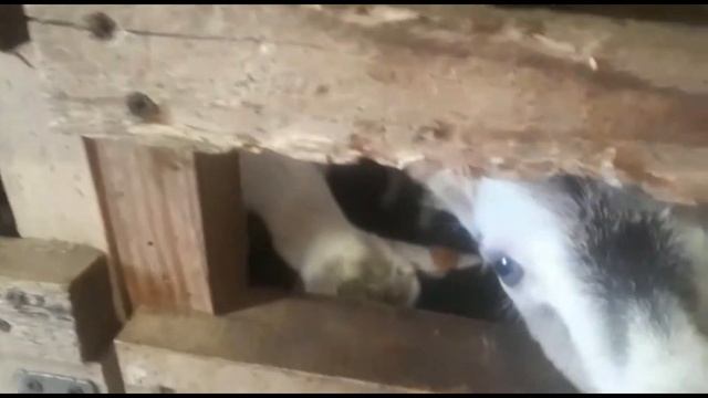 6 козлят! Какие у нас козлята и как мы за ними ухаживаем.