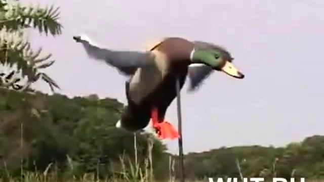 Активная визуальная приманка на утку "Селезень" смотреть онлайн