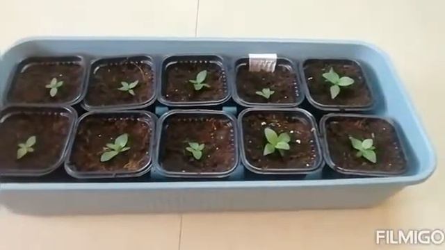 Title16.03.21 моя будущая прекрасная эустома смотреть онлайн