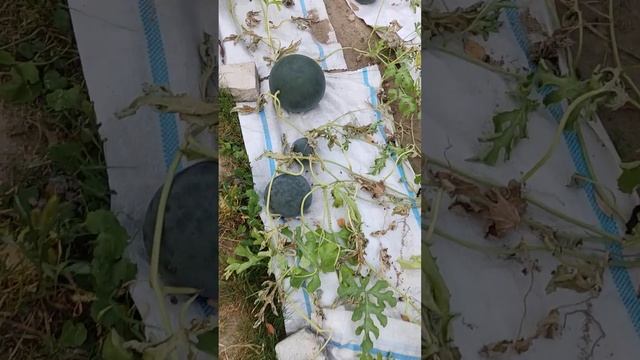 Арбуз на Даче!!! смотреть онлайн