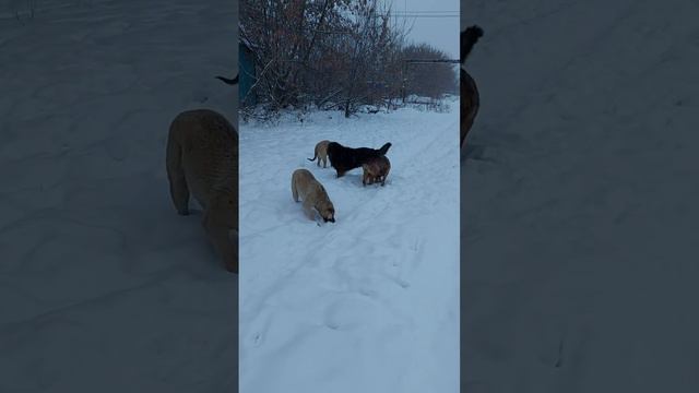 Кэшбек садака. смотреть онлайн