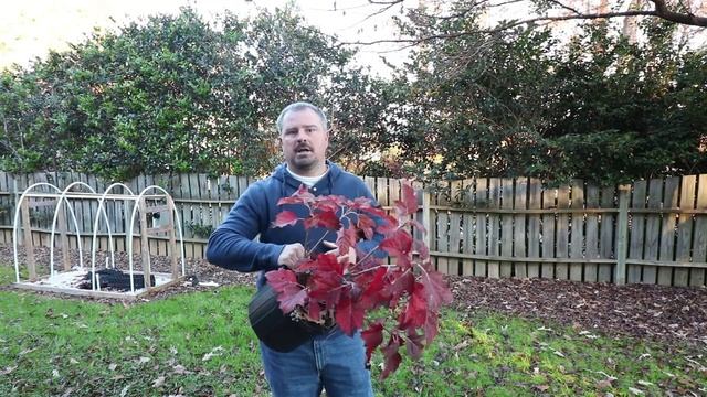 How to grow Snow Queen Oakleaf Hydrangea - Planting and Description смотреть онлайн
