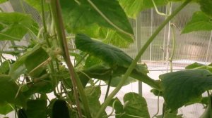 Дача на северном склоне