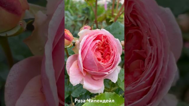 Роза Чипендейл/ rose Chippendale смотреть онлайн