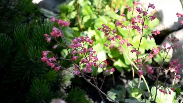 Цветок гейхера. Как выглядит гейхера во время цветения смотреть онлайн