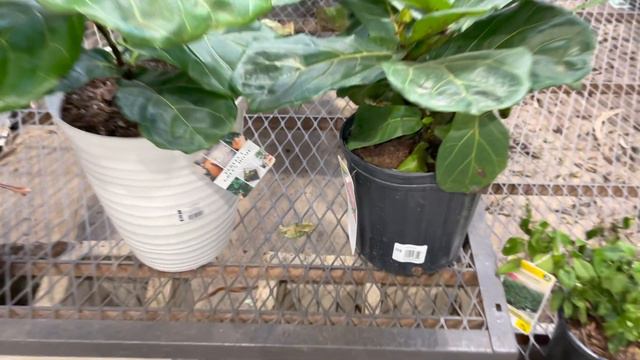 Big Box Store Plant Shopping for Houseplants at Lowe’s | COSTA FARMS Trending Tropicals Collection смотреть онлайн