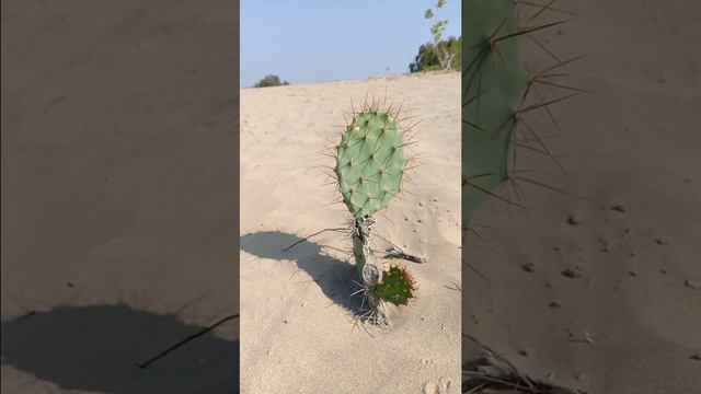 Cactus I Cactus Plant In Thar Desert I #cactus #cactusplant #desert смотреть онлайн