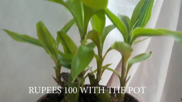 SHARING WITH YOU'LL MY PLANT COLLECTION| must have room decor plants |B-Versatile| смотреть онлайн
