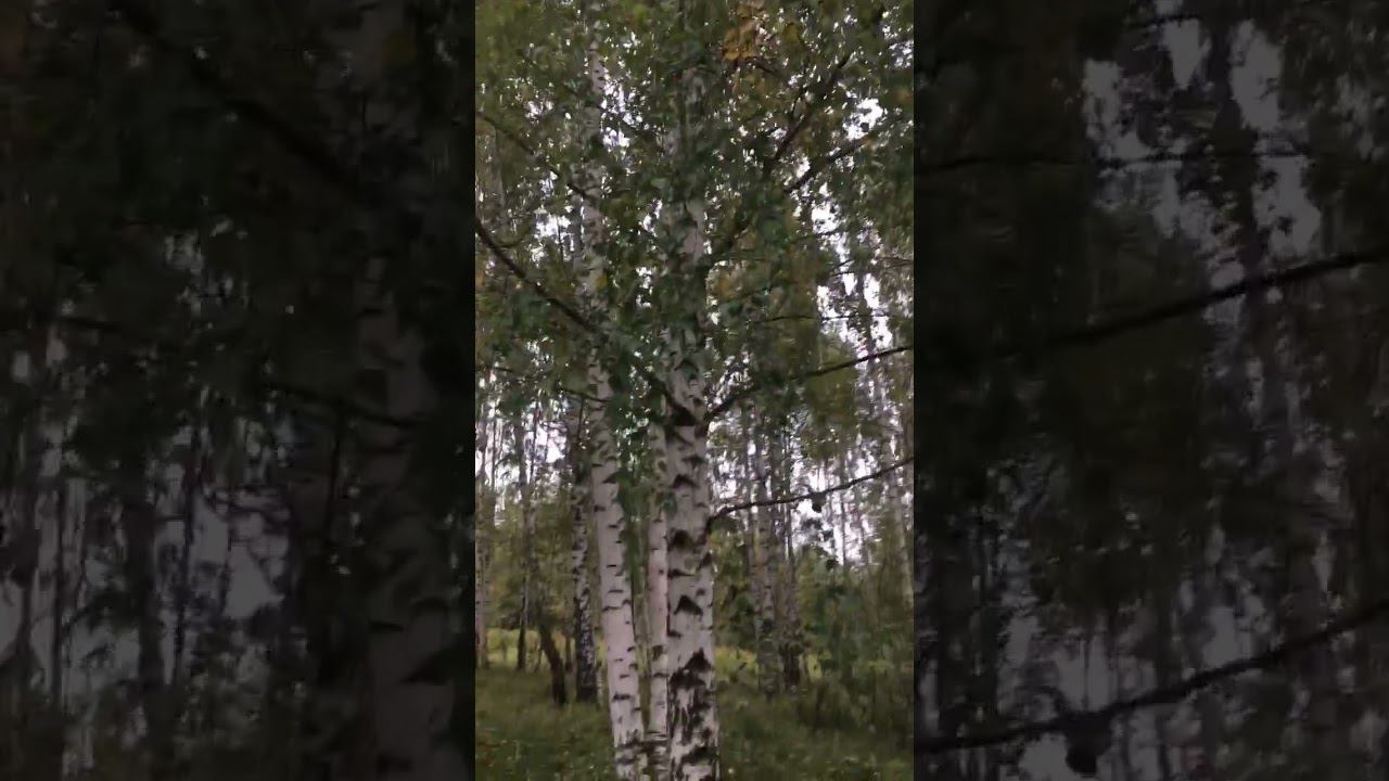 Осень) #dog #гуляюссобакой #нижнийновгород #собака #собакадругчеловека #природа #shorts смотреть онлайн