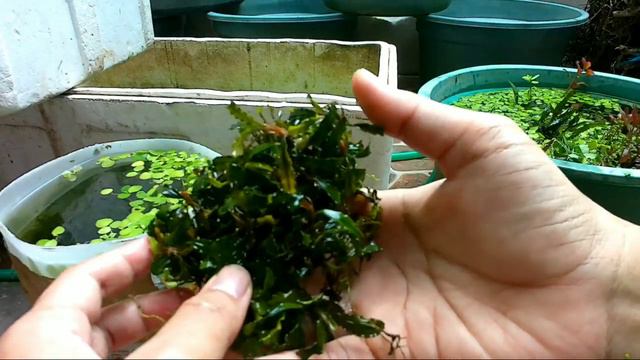 Tanaman Aquascape Bucephalandra | aquaticplant смотреть онлайн