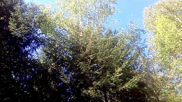 Лесной сезон открыт. Грибов пока нету. Ленинградская область 31.05.2020 смотреть онлайн