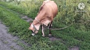 ‼️ Купили  Племенную Корову Джерси ‼️