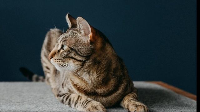 Вступление. Делаем сайт простым языком. смотреть онлайн