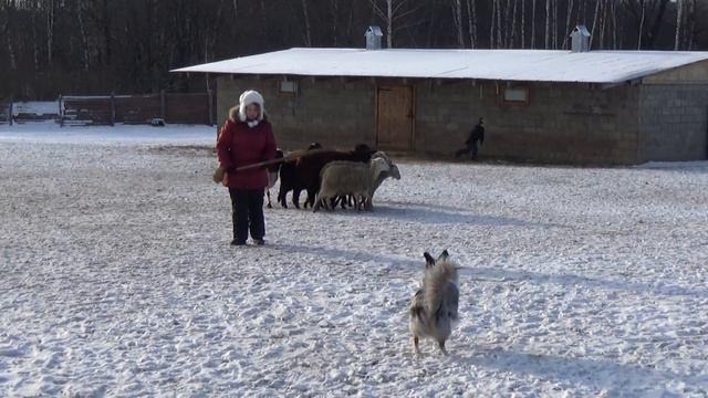 03 01 2016 Нафани Луна 1 смотреть онлайн