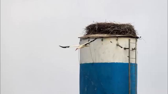 Аист в Белгороде строит новое гнездо смотреть онлайн