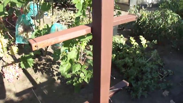 Виноград в Воронеже. Кишмиш Велес. смотреть онлайн