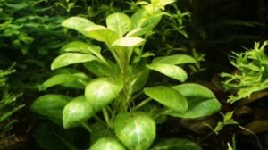 ЛОБЕЛИЯ. СОДЕРЖАНИЕ В АКВАРИУМЕ