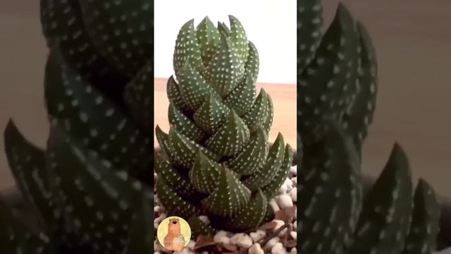 Haworthia Reinwardtii #Shorts #Short #Suculentas #Suculenta смотреть онлайн