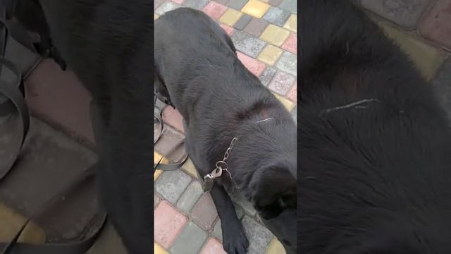 Команда лежать с положения сидеть и команда лежать с положения стоять, это две разные команды. смотреть онлайн