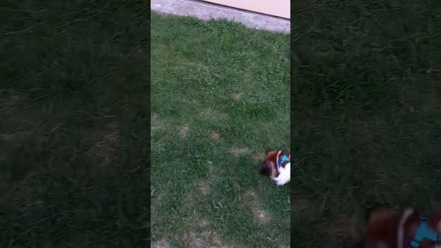 Прогулка с Миликой смотреть онлайн