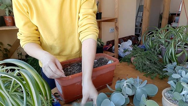 Котиледон округлый (Cotyledon orbiculata) смотреть онлайн